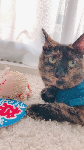 f:id:choco116choco:20200810081502j:plain f:id:choco116choco:20200810081502j:plain