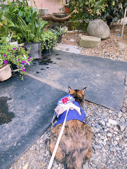 f:id:choco116choco:20200810083256j:plain f:id:choco116choco:20200810083256j:plain