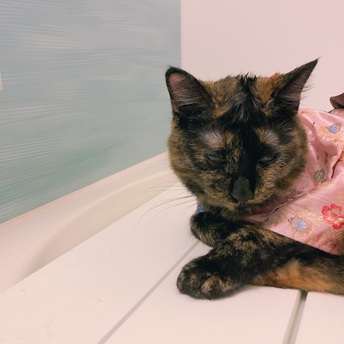 f:id:choco116choco:20200810084657j:plain f:id:choco116choco:20200810084657j:plain