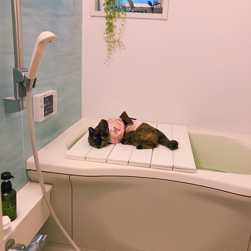 f:id:choco116choco:20200810084709j:plain f:id:choco116choco:20200810084709j:plain