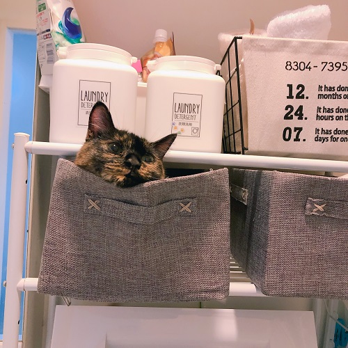 f:id:choco116choco:20200817102452j:plain