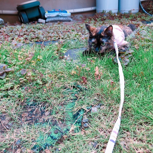 f:id:choco116choco:20200817104635j:plain