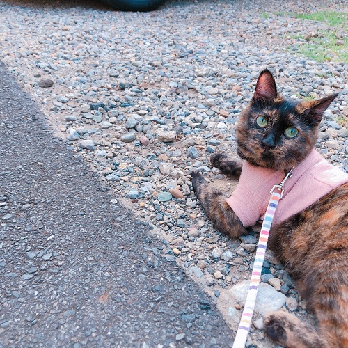 f:id:choco116choco:20200817104720j:plain