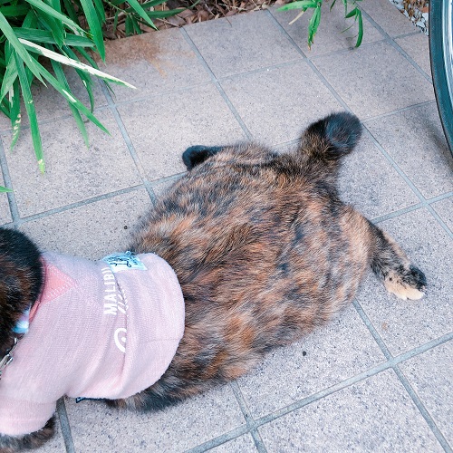 f:id:choco116choco:20200817104855j:plain