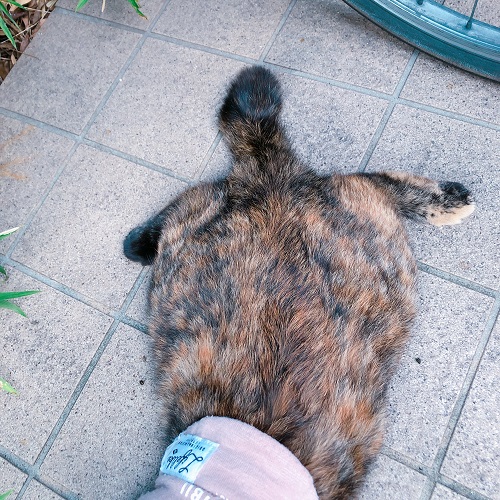 f:id:choco116choco:20200817104923j:plain