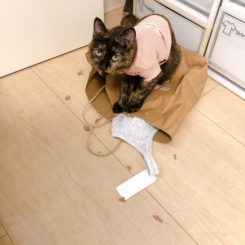 f:id:choco116choco:20200817110138j:plain