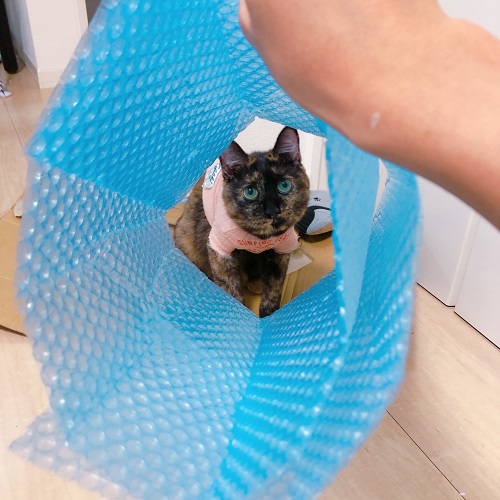 f:id:choco116choco:20200819083420j:plain f:id:choco116choco:20200819083420j:plain