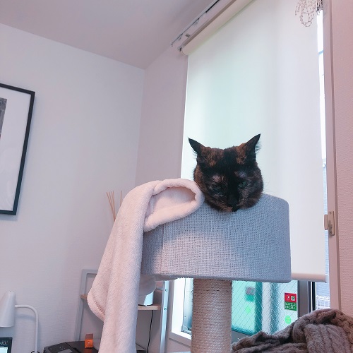 f:id:choco116choco:20200819084041j:plain f:id:choco116choco:20200819084041j:plain