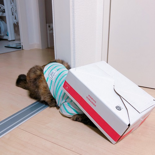 f:id:choco116choco:20200821081446j:plain