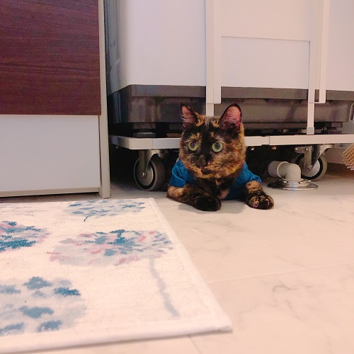 f:id:choco116choco:20200828094552j:plain