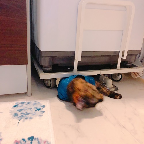 f:id:choco116choco:20200828094739j:plain