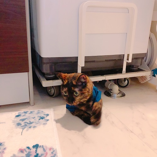 f:id:choco116choco:20200828094819j:plain