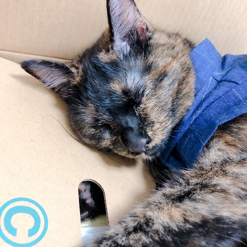 f:id:choco116choco:20200831074832j:plain