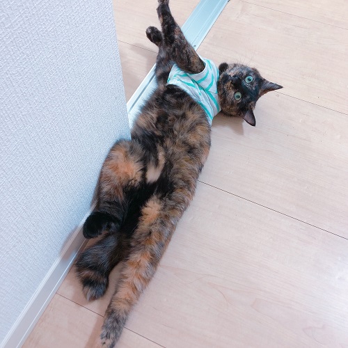 f:id:choco116choco:20200911074822j:plain f:id:choco116choco:20200911074822j:plain