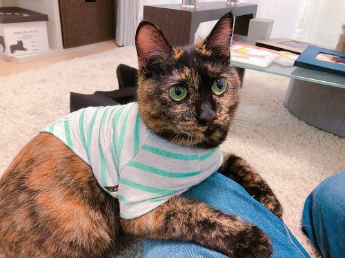 f:id:choco116choco:20200914081549j:plain f:id:choco116choco:20200914081549j:plain