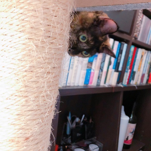 f:id:choco116choco:20200923073522j:plain f:id:choco116choco:20200923073522j:plain