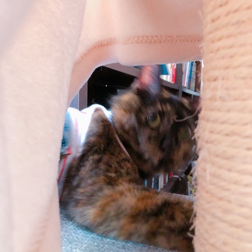 f:id:choco116choco:20200923073554j:plain f:id:choco116choco:20200923073554j:plain