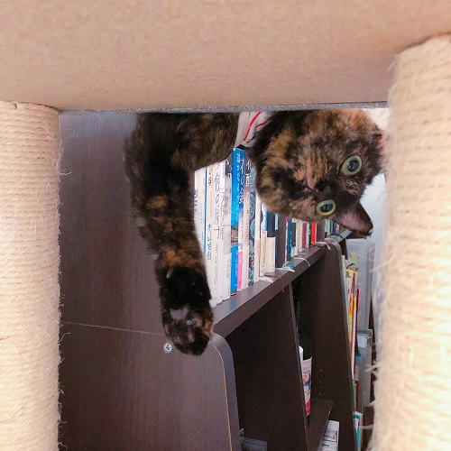 f:id:choco116choco:20200923073623j:plain f:id:choco116choco:20200923073623j:plain