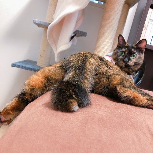 f:id:choco116choco:20200923073940j:plain f:id:choco116choco:20200923073940j:plain