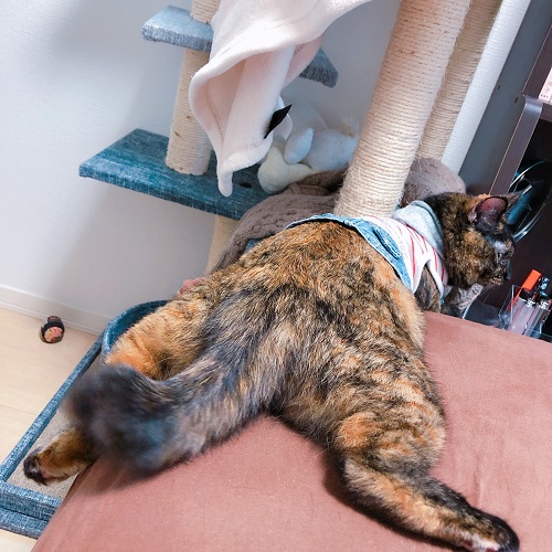 f:id:choco116choco:20200923074024j:plain f:id:choco116choco:20200923074024j:plain