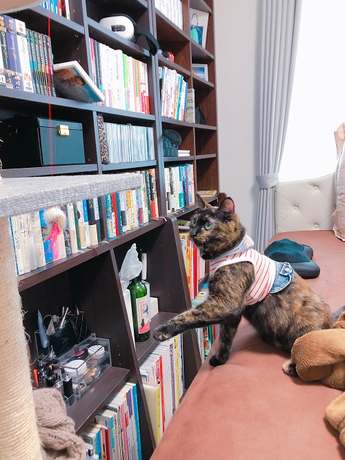 f:id:choco116choco:20200923074324j:plain f:id:choco116choco:20200923074324j:plain