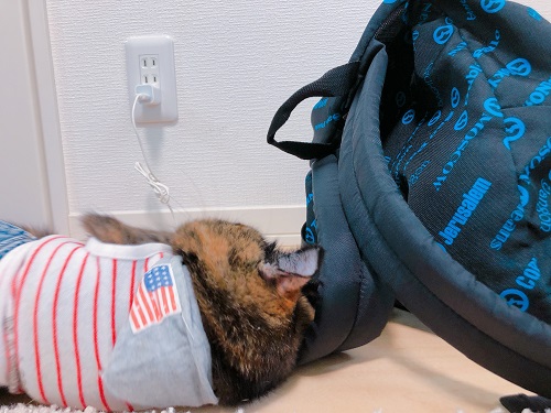 f:id:choco116choco:20200923074603j:plain f:id:choco116choco:20200923074603j:plain