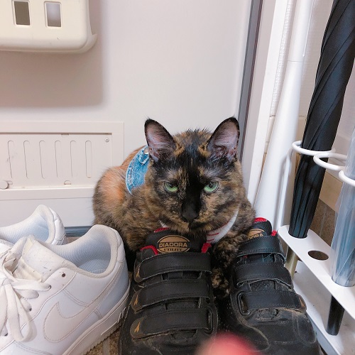 f:id:choco116choco:20200923075426j:plain f:id:choco116choco:20200923075426j:plain