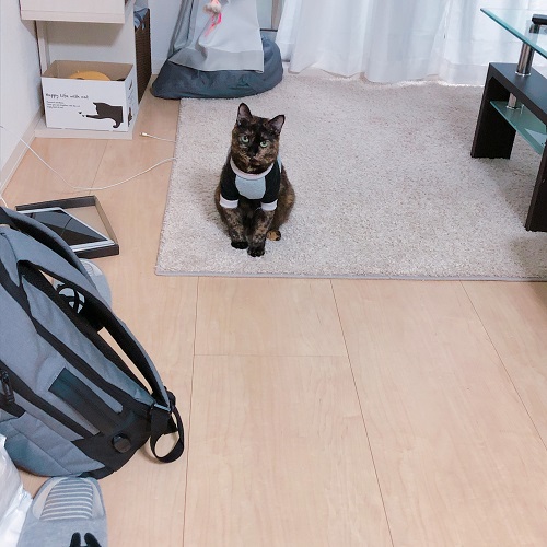 f:id:choco116choco:20200925100537j:plain