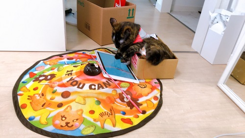 f:id:choco116choco:20201007074945j:plain f:id:choco116choco:20201007074945j:plain