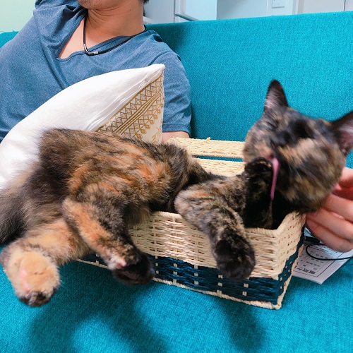 f:id:choco116choco:20201007080820j:plain f:id:choco116choco:20201007080820j:plain