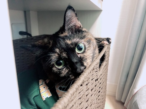 f:id:choco116choco:20201009093529j:plain