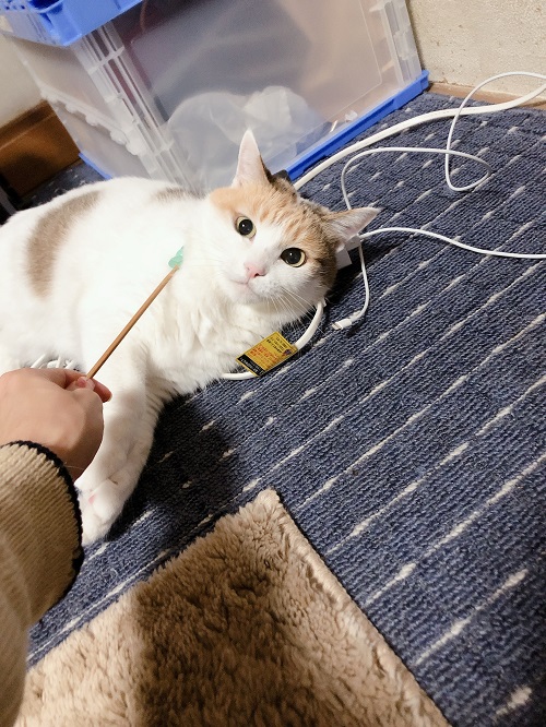 f:id:choco116choco:20201012073504j:plain