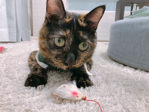 f:id:choco116choco:20201019081116j:plain