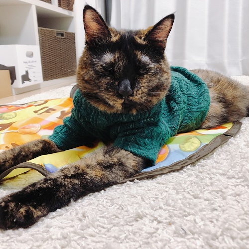 f:id:choco116choco:20201021074400j:plain