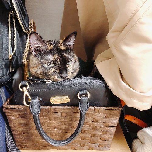 f:id:choco116choco:20201021074903j:plain