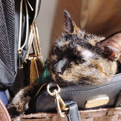 f:id:choco116choco:20201021075524j:plain