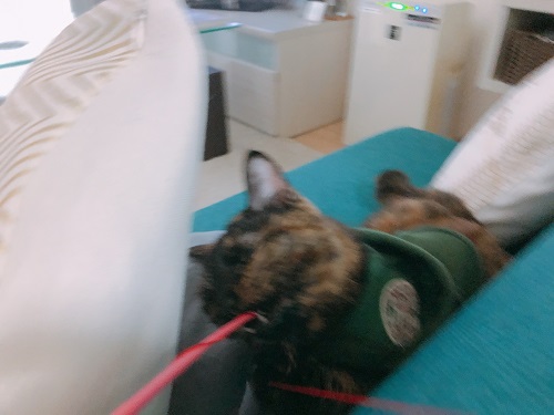 f:id:choco116choco:20201028074918j:plain