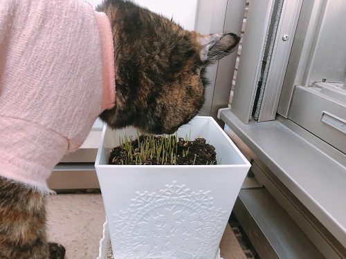 f:id:choco116choco:20201030080709j:plain