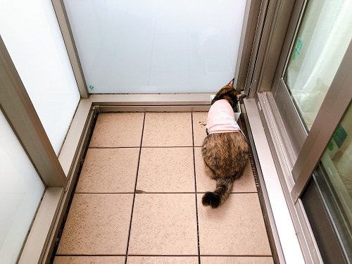 f:id:choco116choco:20201030081119j:plain