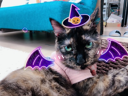 f:id:choco116choco:20201030082018j:plain