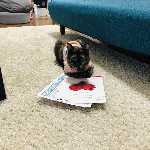 f:id:choco116choco:20201106101316j:plain f:id:choco116choco:20201106101316j:plain