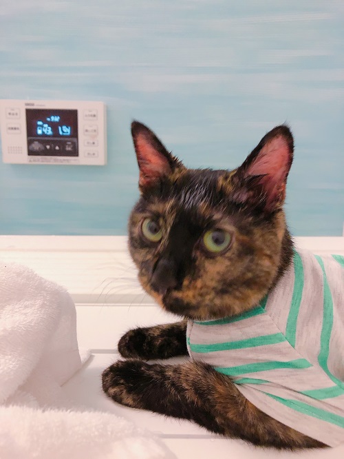 f:id:choco116choco:20201106101517j:plain f:id:choco116choco:20201106101517j:plain