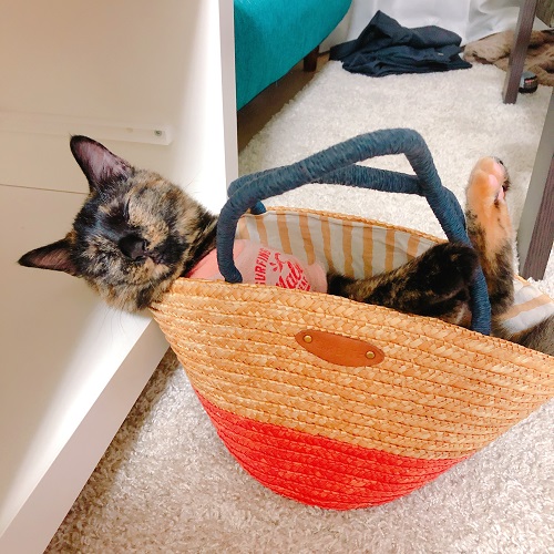 f:id:choco116choco:20201106101718j:plain f:id:choco116choco:20201106101718j:plain