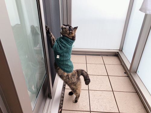 f:id:choco116choco:20201106101812j:plain f:id:choco116choco:20201106101812j:plain