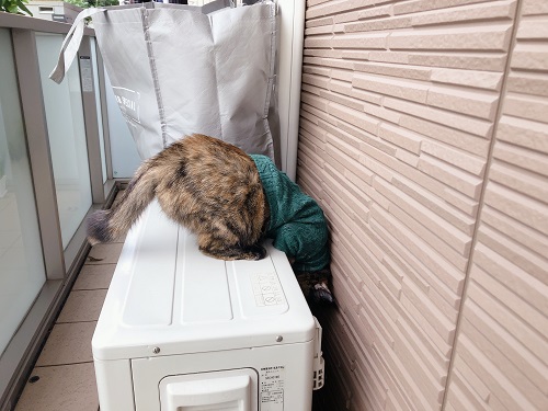 f:id:choco116choco:20201106102913j:plain f:id:choco116choco:20201106102913j:plain