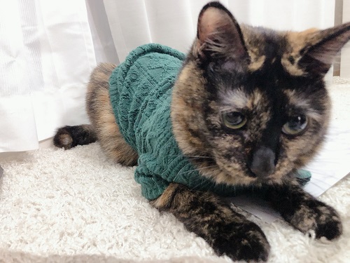 f:id:choco116choco:20201106103311j:plain f:id:choco116choco:20201106103311j:plain