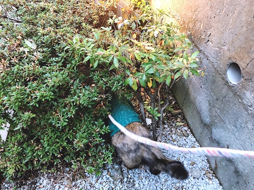 f:id:choco116choco:20201109132329j:plain