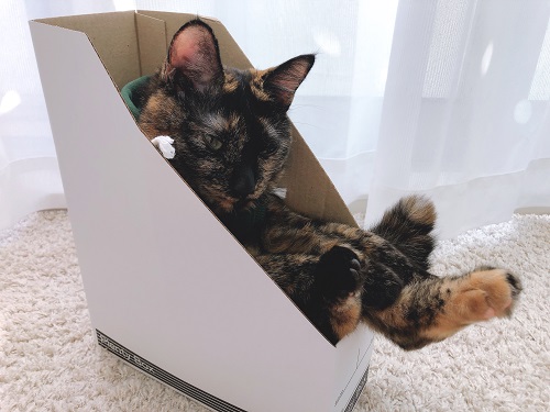 f:id:choco116choco:20201111075115j:plain f:id:choco116choco:20201111075115j:plain