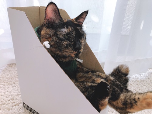 f:id:choco116choco:20201111075254j:plain f:id:choco116choco:20201111075254j:plain