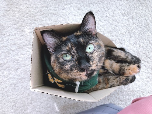 f:id:choco116choco:20201111075416j:plain f:id:choco116choco:20201111075416j:plain